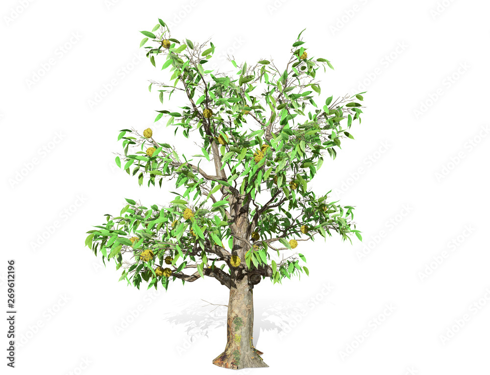 3D rendering - Durian tree isolated over a white background use for natural poster or wallpaper design, 3D illustration Design. 3D rendering - Durian tree isolated over a white background use for natural poster or wallpaper design, 3D illustration Design.