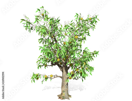 3D rendering - Durian tree isolated over a white background use for natural poster or wallpaper design, 3D illustration Design.