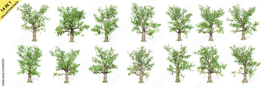 3D rendering - 14 in 1 collection of Duran trees isolated over a white background use for natural poster or wallpaper design, 3D illustration Design.