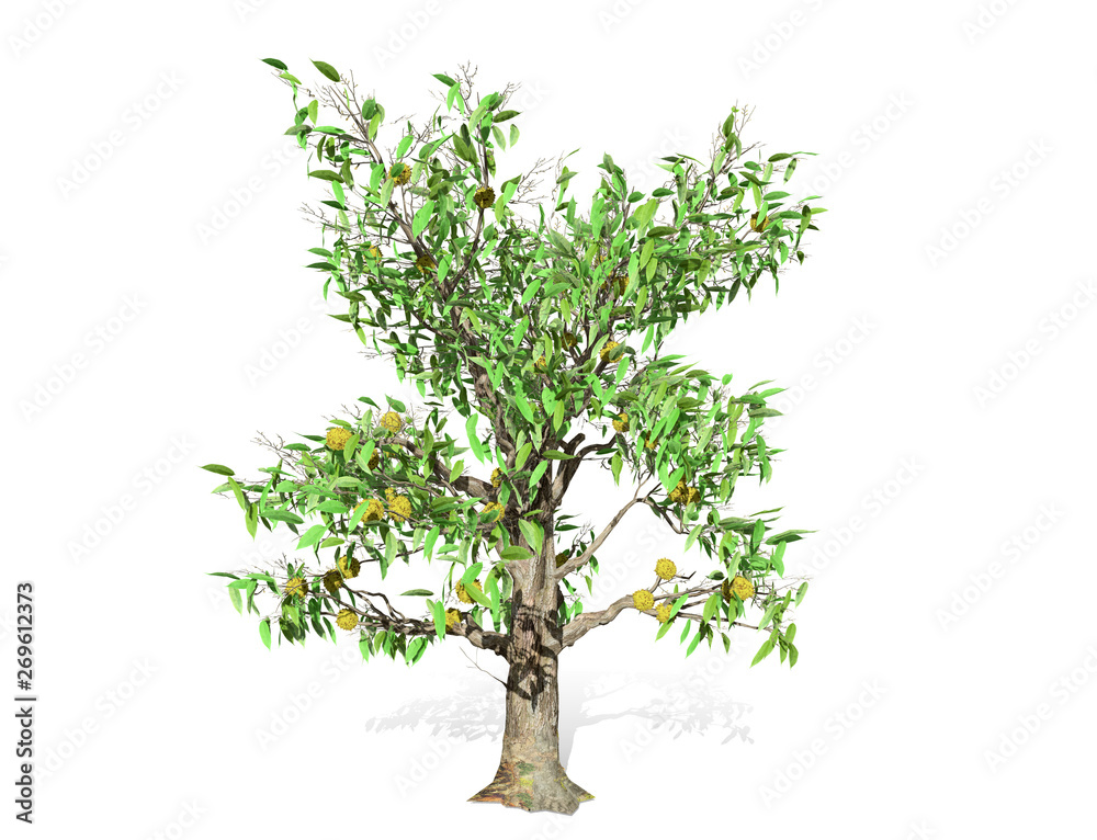 3D rendering - Durian tree isolated over a white background use for natural poster or wallpaper design, 3D illustration Design.
