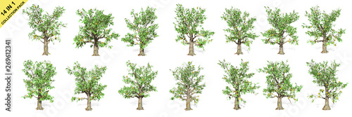 3D rendering - 14 in 1 collection of Duran trees isolated over a white background use for natural poster or wallpaper design, 3D illustration Design. photo