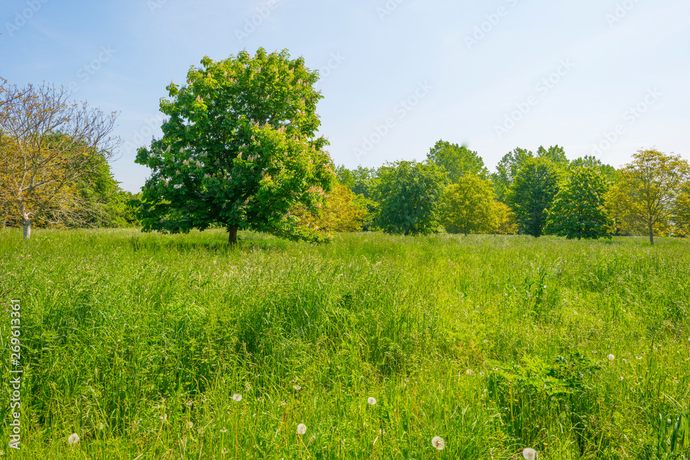 Trees in a green field below a blue cloudy sky in sunlight in spring