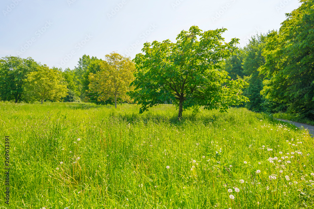 Trees in a green field below a blue cloudy sky in sunlight in spring Trees in a green field below a blue cloudy sky in sunlight in spring