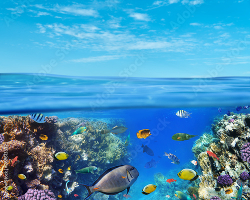 Fototapeta Naklejka Na Ścianę i Meble -  Underwater marine life of the Red Sea and blue sky. Colorful coral reef fishes and reefs.