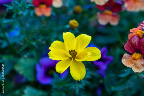 Colorful Flowers