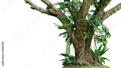 Jungle tree trunk with climbing Monstera (Monstera deliciosa), bird’s nest fern, philodendron and forest orchid green leaves tropical foliage plants isolated on white background with clipping path.
