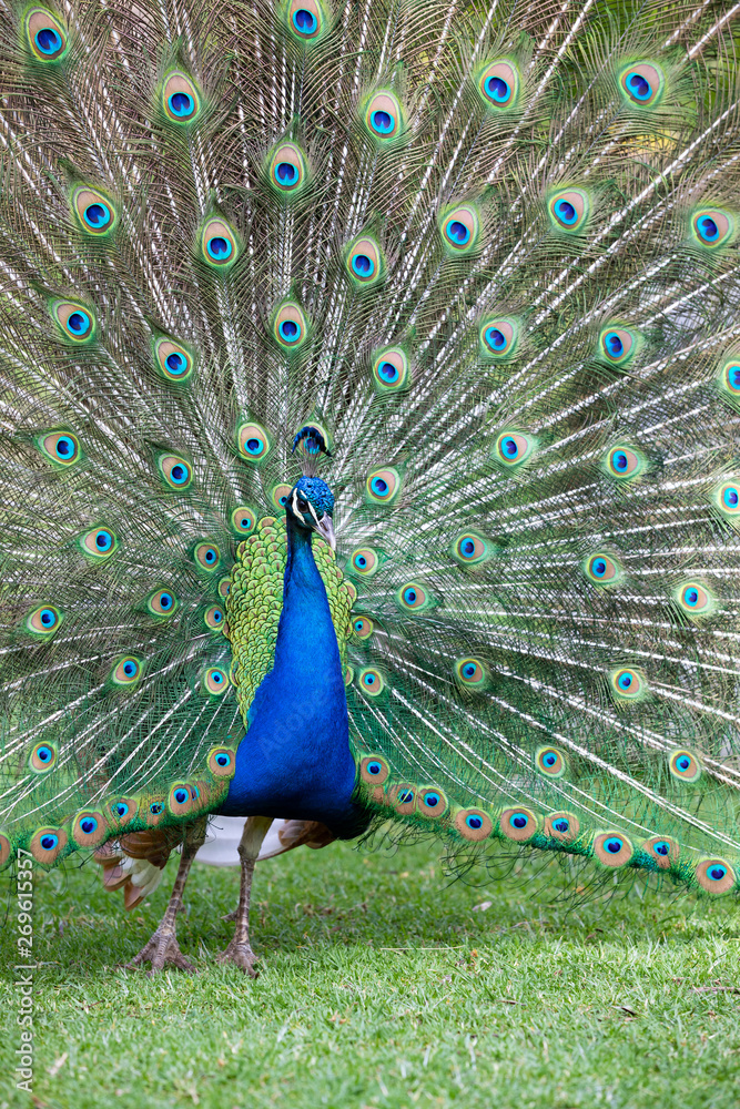 Fototapeta premium Peacock with all its colors