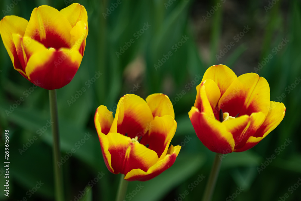 Fototapeta premium yellow tulips with red pattern on a green background of foliage in early spring