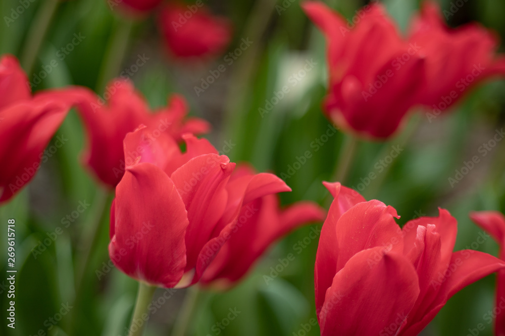 macro shooting of a Tulip flower of an unusual color on a blurred green background