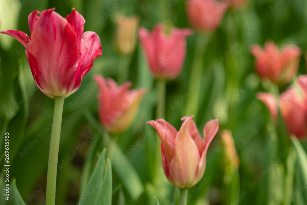 Multicolored tulips bloomed on a flower bed in spring