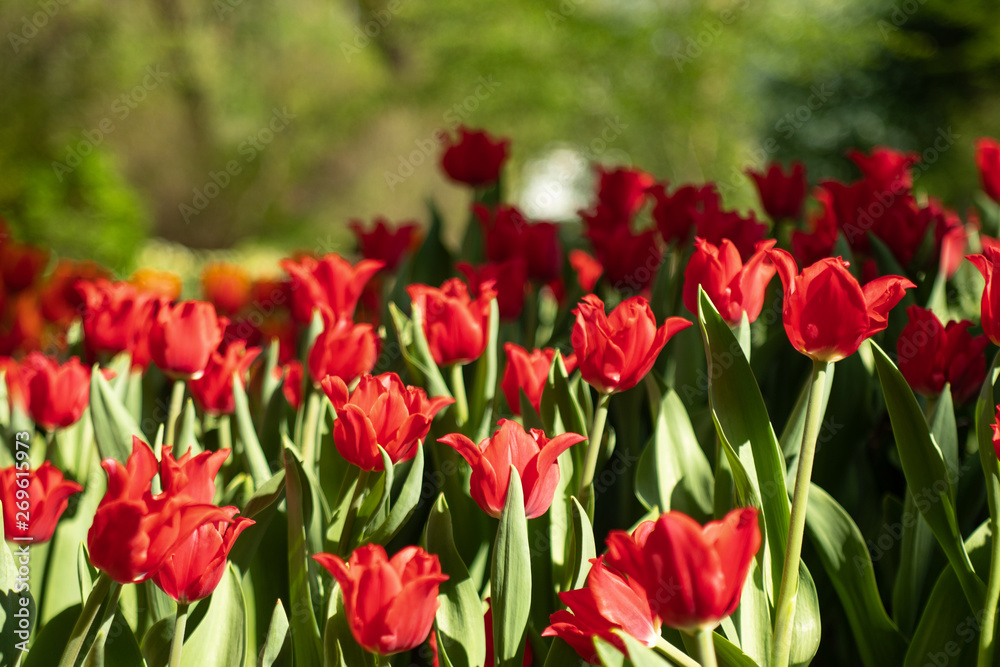 Many bright red tulips in the Park on a Sunny day