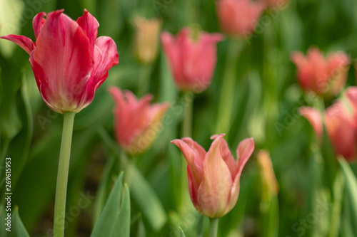 Multicolored tulips bloomed on a flower bed in spring