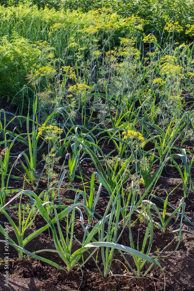 a variety of planting on the beds of onions, garlic, dill a variety of planting on the beds of onions, garlic, dill