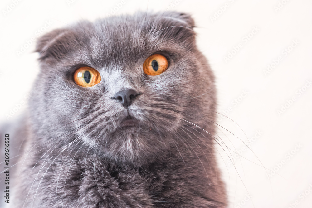 Funny portrait of a gray scottish fold cat, close-up. Copy space 