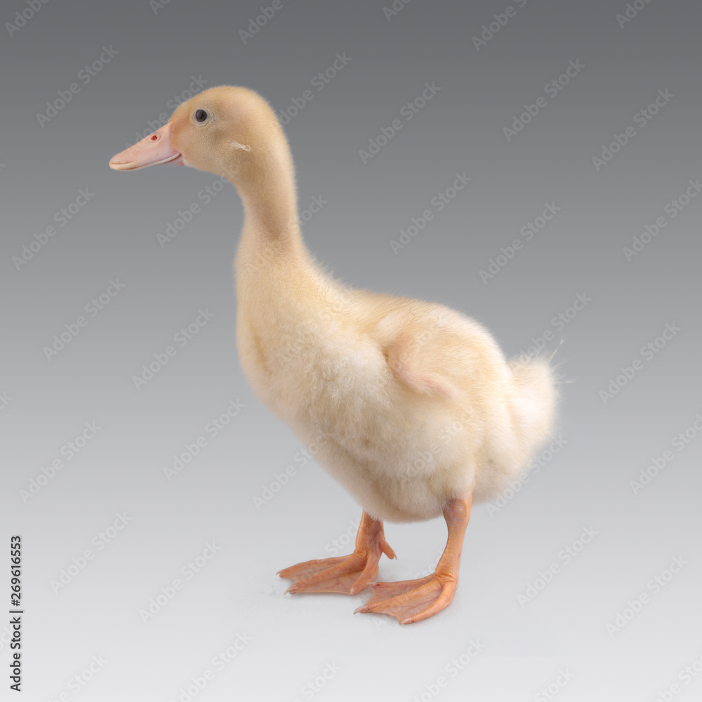 duckling duckling