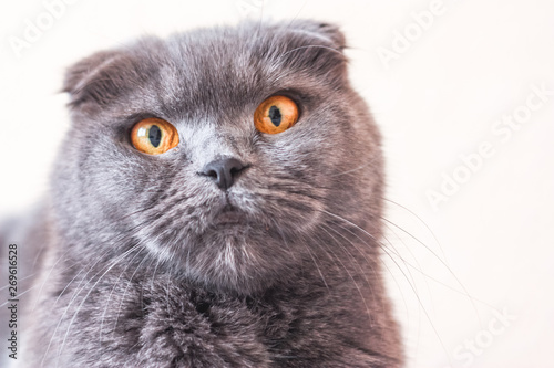 Funny portrait of a gray scottish fold cat, close-up. Copy space 