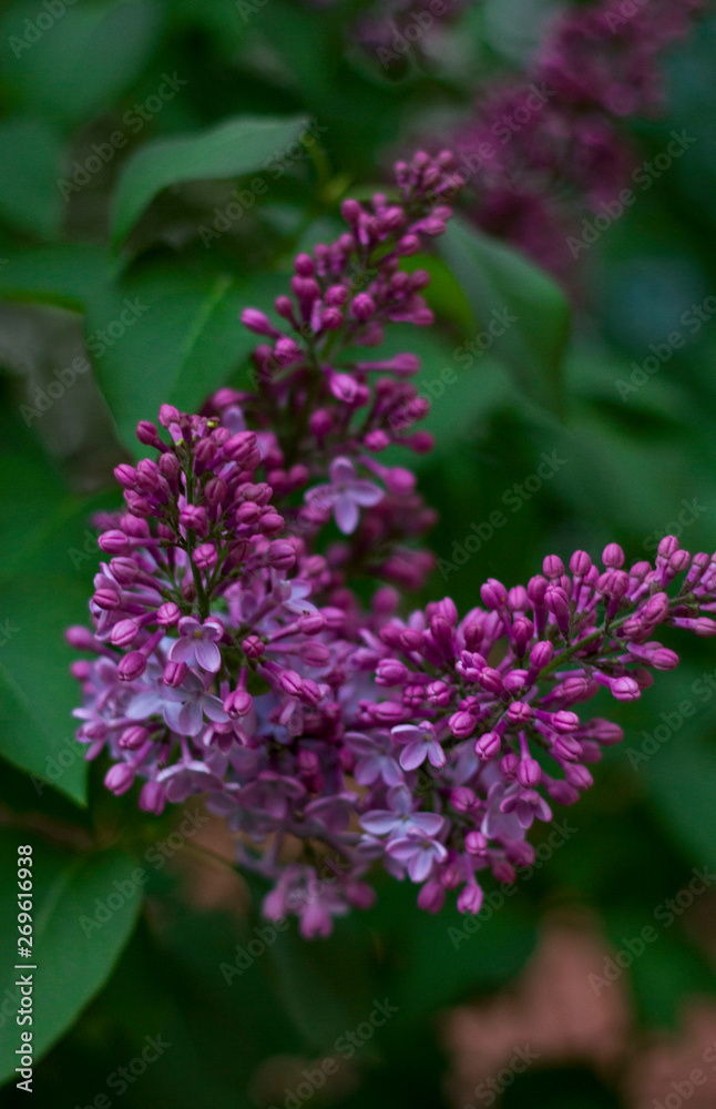 lilac flowers on a blurred background of green foliage. lilac flowers on a blurred background of green foliage.