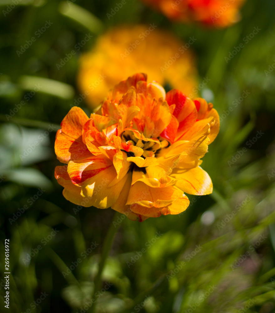 flower of a beautiful red-yellow tulip close up . flower of a beautiful red-yellow tulip close up .