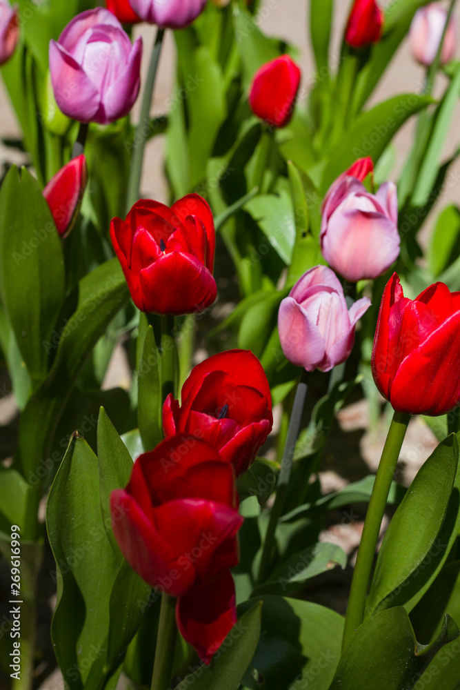 flower bed with large bright multicolored tulips lit by the sun flower bed with large bright multicolored tulips lit by the sun
