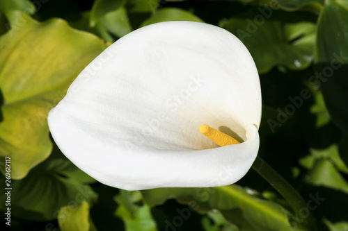 One beautiful white Calla lily in the garden in natural condition, close up