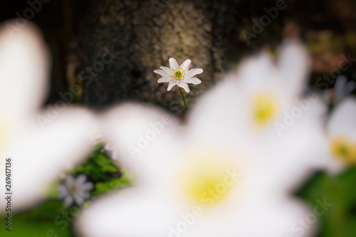 Bright white wood anemone i...