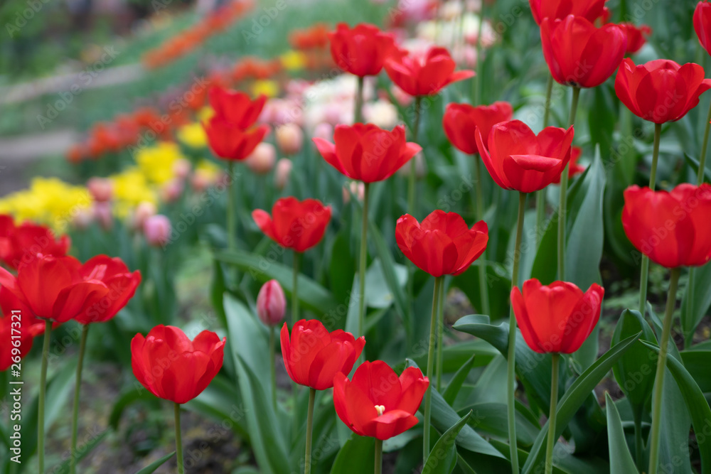 red tulips bloom on a Sunny day in the Park on a background of green leaves red tulips bloom on a Sunny day in the Park on a background of green leaves