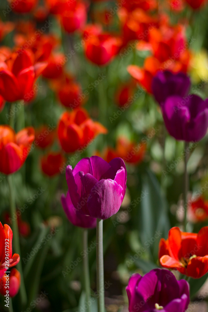 glade with large bright multicolored tulips lit by the sun.