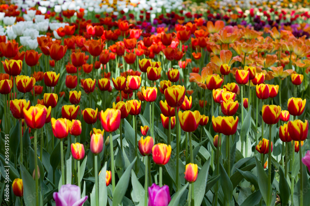 Obraz premium field with large bright multicolored tulips lit by the sun.