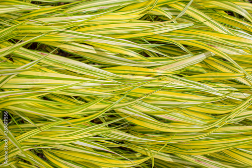 Close up of golden hakonechloa grass or Hakonechloa macra aureola.