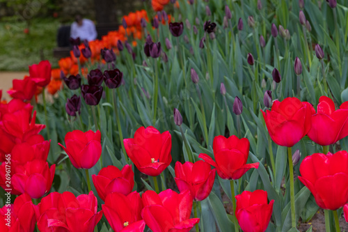 red tulips bloom on a Sunny day in the Park on a background of green leaves