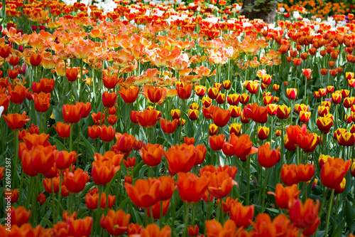 field with large bright multicolored tulips lit by the sun.