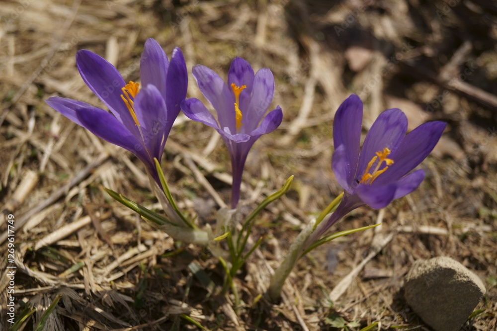 Wild flowers - purple crocuses - Crocus heuffelianus Wild flowers - purple crocuses - Crocus heuffelianus