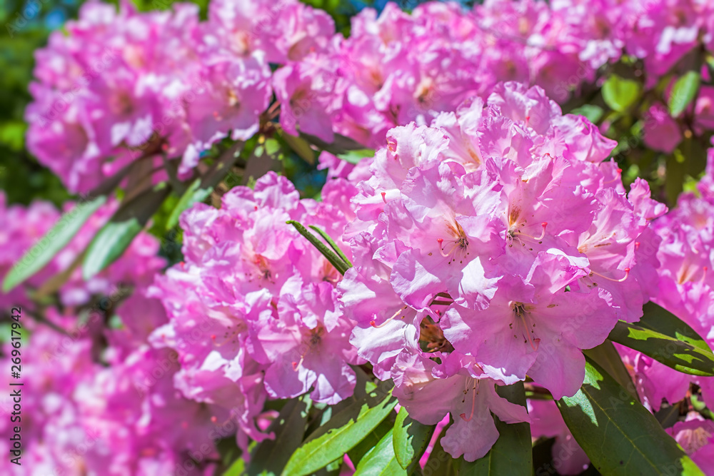 Large flowering rhododendrons in the home garden. Large flowering rhododendrons in the home garden.