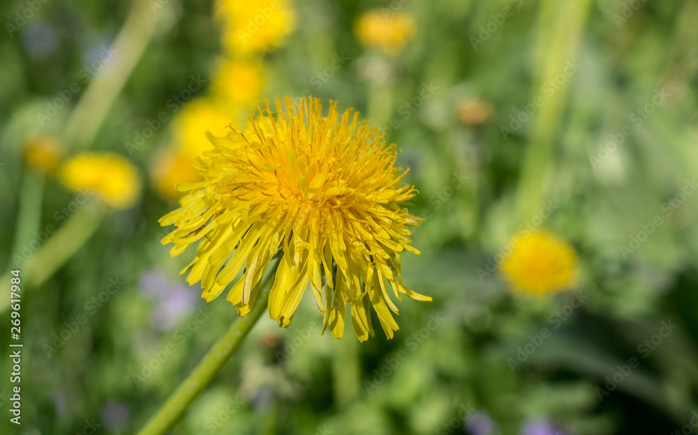 yellow dandelion flowers on grass at summer. close-up, nature. yellow dandelion flowers on grass at summer. close-up, nature.