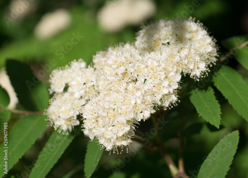 Beautiful white flowering shrub Spirea aguta. nature  botanical.