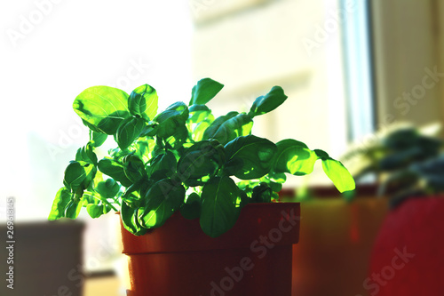 organic provencal herb plant basil Ocimum basilicum in plastic red pot, seedlings gardening on the window with hard shadow and sun rays in the kitchen fresh greens
