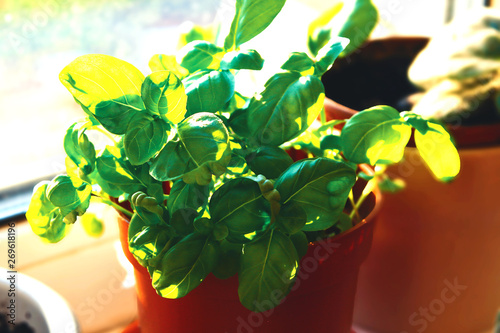 organic provencal herb plant basil Ocimum basilicum in plastic red pot, seedlings gardening on the window with hard shadow and sun rays in the kitchen fresh greens