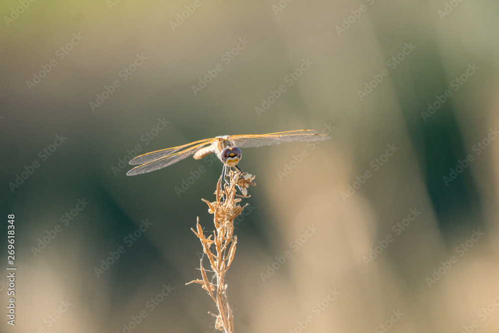 Orange yellow dragonfly clinging to a small twig. Orange yellow dragonfly clinging to a small twig.