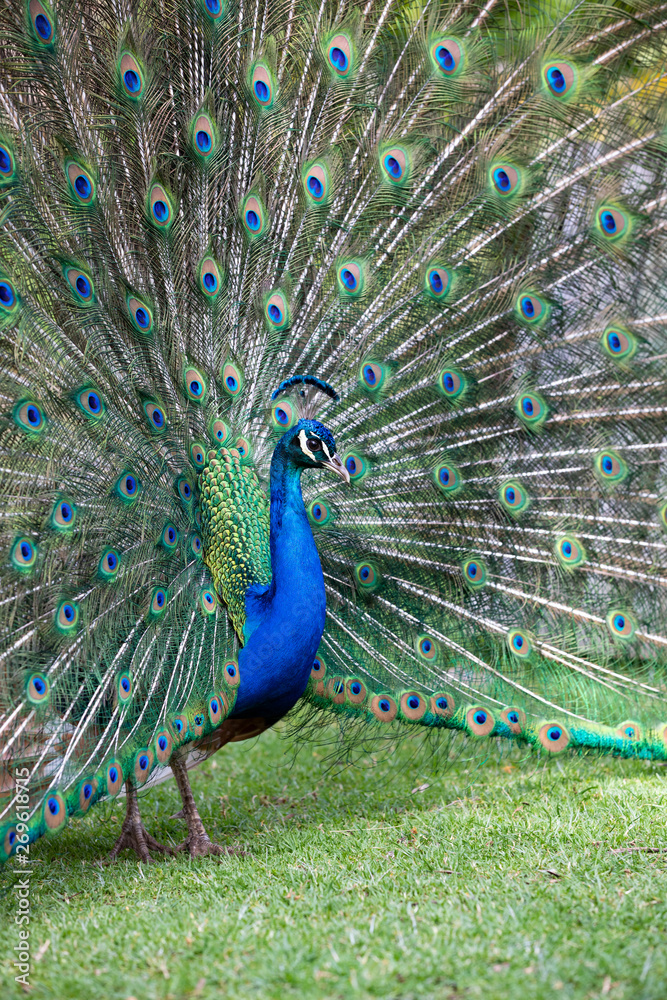 Obraz premium Peacock with all its colors