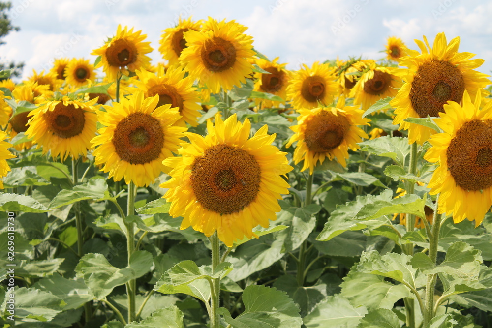 Fototapeta premium Sunflowers