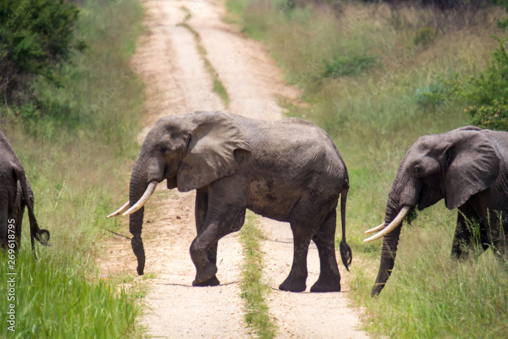 Fototapeta premium African Elephant