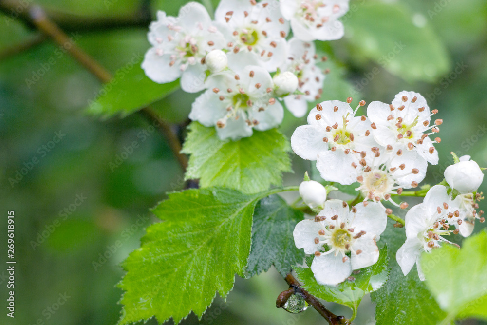blooming white hawthorn flower on branches blooming white hawthorn flower on branches