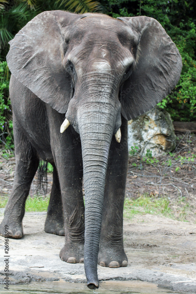 Fototapeta premium African Elephant