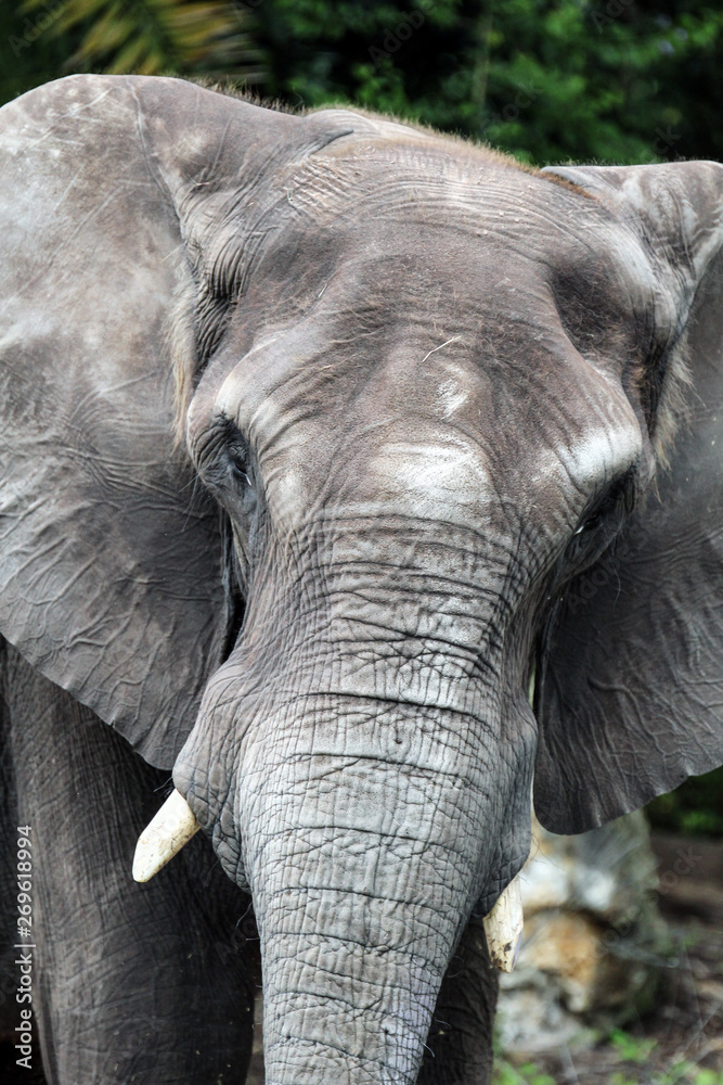 Fototapeta premium African Elephant