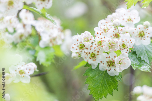 Fotografie, Obraz blooming hawthorn flower with green leaf on branch