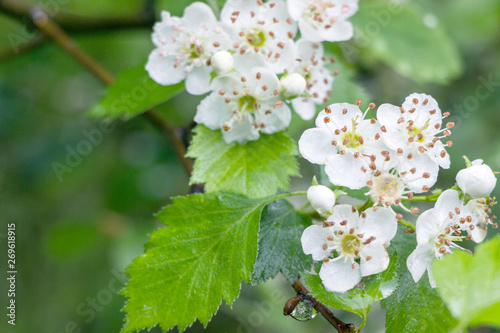 blooming white hawthorn flower on branches 