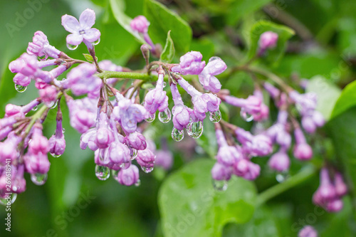 blooming violet syringa flower on branches in rain