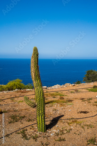 cactus on the coast of Gran Canarias photo