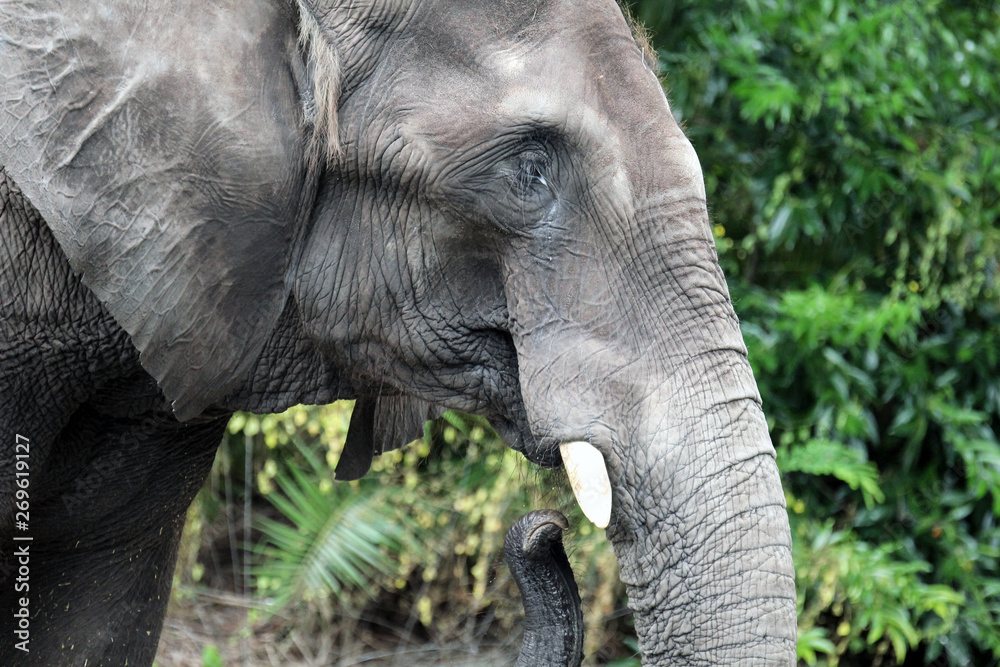 Naklejka premium African Elephant