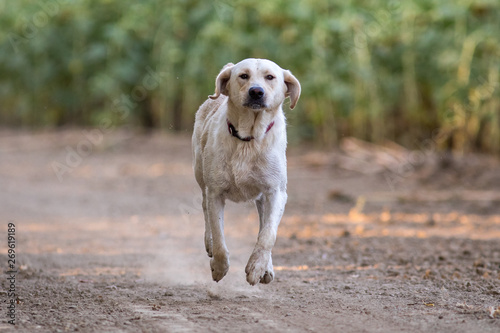 Happy yellow Labrador dog running
